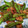 クック6DDPP8☆'s cooksnap of when they made しし唐とちくわのピリ辛甘味噌炒め♪.
