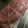 MULA's cooksnap of when they made 塩胡椒で豚ロース肉ブロックの下ごしらえ.