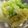 え～み～'s cooksnap of when they made とっても簡単☆白菜とゆずの浅漬.