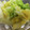 え～み～'s cooksnap of when they made とっても簡単☆白菜とゆずの浅漬.