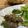 saki1010's cooksnap of when they made パクチーと豚ひき肉のエスニック串焼き.