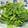 クックM6DK2O☆'s cooksnap of when they made 捨てないで！セロリの葉のごま和え♪.