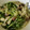 まゆみきママ's cooksnap of when they made 水菜としめじ☆白だしサッと煮.