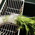 ダッフィーニーうに's cooksnap of when they made 水菜・セロリを新鮮に持たせる方法♬.