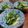 ひっこ's cooksnap of when they made 大根菜の炒めもの.