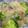 ちゅうきちくん's cooksnap of when they made チンゲン菜のカニあんかけ.