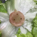 こつゆ514's cooksnap of when they made レタスの保存法　つま楊枝編.