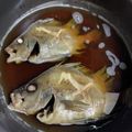 メロンソーダ555's cooksnap of when they made タモリの煮付け.