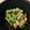 yurumin's cooksnap of when they made ☆ブロッコリーとしめじのニンニク炒め☆.