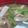 あゆたっくん's cooksnap of when they made 【減塩】きゃべつとしょうがの味噌汁.