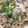 クック2H9MD0☆'s cooksnap of when they made ばりうま★塩油まぜうどん.