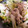 no1642's cooksnap of when they made 本日のまかない。時短とろとろ豚バラ白菜！.