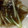 MULA's cooksnap of when they made 超簡単！つまみに1品、もずくのごま油和え.