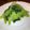 コバミツ's cooksnap of when they made 簡単♪小松菜のやみつきナムル.
