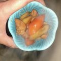 5次元's cooksnap of when they made 鶏肉と根菜のポン酢煮→放置で(´∀`).