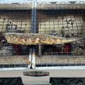 りこまこせいやのパパ's cooksnap of when they made 七輪で秋刀魚の塩焼き.