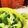 ダッフィーニーうに's cooksnap of when they made レンジで作るブロッコリーの温野菜.