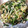 MAYUSHIZU's cooksnap of when they made ほうれん草ともやしとツナのナムル.