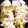 クックLCJQO8☆'s cooksnap of when they made 白菜と豚バラのミルフィーユ鍋(汁あり).