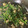 クック81NK9U☆'s cooksnap of when they made 簡単春菊の卵とじ.