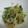 由芽15's cooksnap of when they made さっぱり美味☆蓮根とかいわれの和風サラダ.