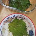 2児ママみきてぃ's cooksnap of when they made 合法ハーブ『SHISO』〜しその醤油漬〜.
