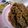 ponsyuke♪'s cooksnap of when they made 自家製練りゴマ.