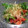 ごーあい's cooksnap of when they made トマトとオクラのだし浸し.