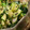 MULA's cooksnap of when they made ほうれん草とキュウリの胡麻和え.