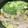 クックM6DK2O☆'s cooksnap of when they made 水菜とすだちのアジアン鍋.