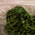 mtsizu10's cooksnap of when they made 豆苗の冷凍保存(再利用).