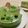 ラピッドビーズ's cooksnap of when they made 黒ごまときな粉のムースケーキ.