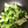 もじさん's cooksnap of when they made 青梗菜炒め.