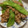 TaytNeyy's cooksnap of when they made 超簡単！絹さやとツナの炒め物.