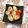 コムギ大好き's cooksnap of when they made 豚ロース肉のしそチーズフライ.