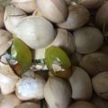 pikusuzu2's cooksnap of when they made 塩煎り銀杏.