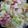 クック19FH8S☆'s cooksnap of when they made 【白菜大量消費】白菜のアーリオオーリオ.