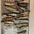 クック3C807G☆'s cooksnap of when they made ワカサギ、チカで作る簡単おつまみ。.