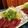 ダッフィーニーうに's cooksnap of when they made くじらのお刺身(´∀｀).