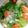 xyzクック's cooksnap of when they made 大根たっぷりみぞれ鍋.
