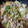 rikoko17's cooksnap of when they made 厚揚げたっぷり♪お肉100ｇの回鍋肉.