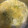 葉月優希's cooksnap of when they made 白菜消費に！ふわふわとろとろ中華スープ.