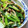 うさぴこさん's cooksnap of when they made 簡単副菜★小松菜としめじの煮びたし.