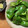 きゃろぽて's cooksnap of when they made ししとうのしょうが和え.