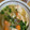 yu228's cooksnap of when they made 簡単！秋の味覚秋鮭☺鮭のあら汁.