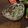 Iwaboo's cooksnap of when they made 簡単！オクラしらす梅たたきあえ.