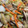 0o蜜柑o0's cooksnap of when they made 豚こま白菜と椎茸の中華風炒め煮.
