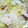 クックSJN5MX☆'s cooksnap of when they made 簡単！白菜と豚肉のとろとろ中華風煮.