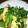 コバミツ's cooksnap of when they made ほうれん草のおかか卵炒め.