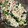 にゃもすけ♡'s cooksnap of when they made 簡単‼︎大根とほうれん草のゴママヨサラダ.